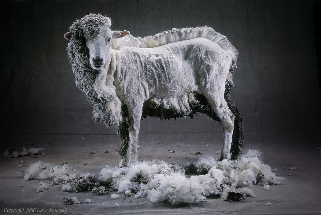 Half Shorn Sheep — CARY WOLINSKY